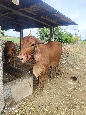 ગાય દેવની સે