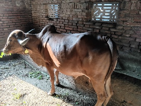 ગાભણ ગાય વહેચવાની છે