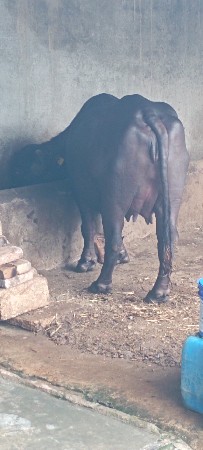 1 vetar bhes vesvani se