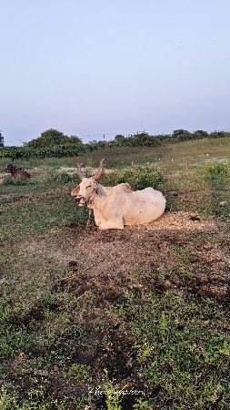 બળદ વેચવાના છે