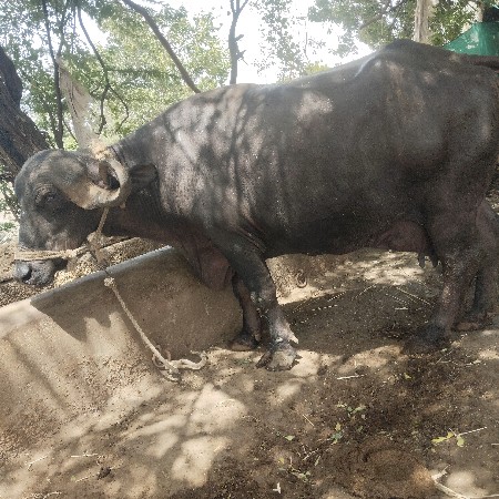 બીજી વેતર ભેંસ છે આઠ થી નવ લીટર