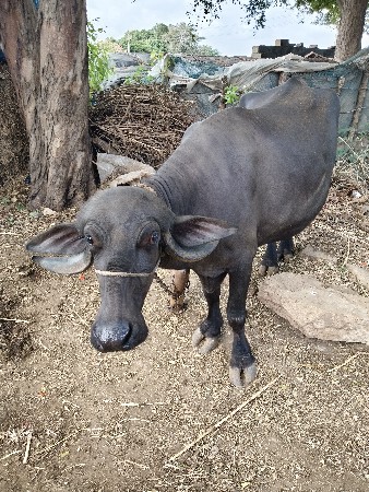 વેસ વાની