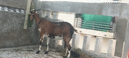 બકરી વેચવાની છે