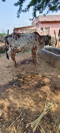 ભાવનગર લાઈન કાબરી પેલું વેતર