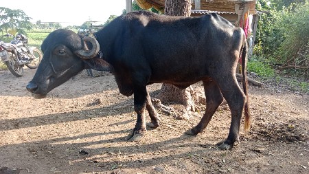 રોહિત ભાઈ