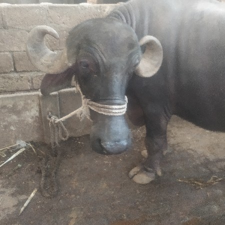 ભેસ વેચવાની છે