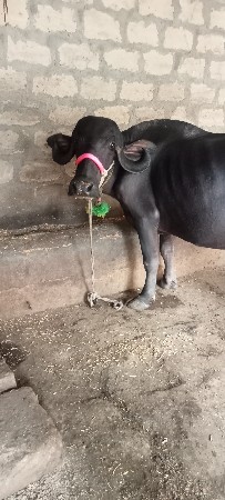 ભેંસ વેચવાની છે