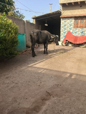 ખળેલી વેચવાની છે
