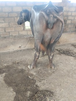 ભેંસ વેચવાની છે