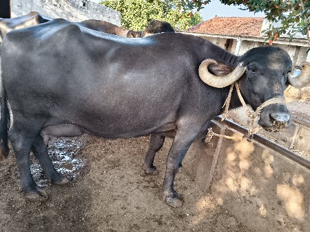 ભેંસ વેચવાની છે