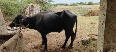 ખડેલો