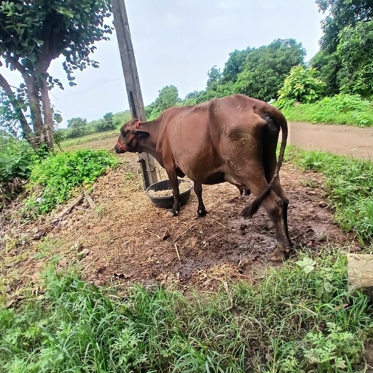 એક ગાય વેચવાની છે પાંચ લિટર દૂધ