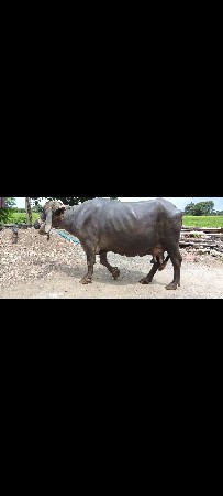 ભેંસ વેચવાની છે