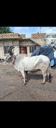 બરધવેશવાનોછે