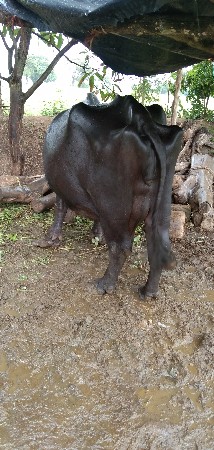 વેચવાનુ  છે