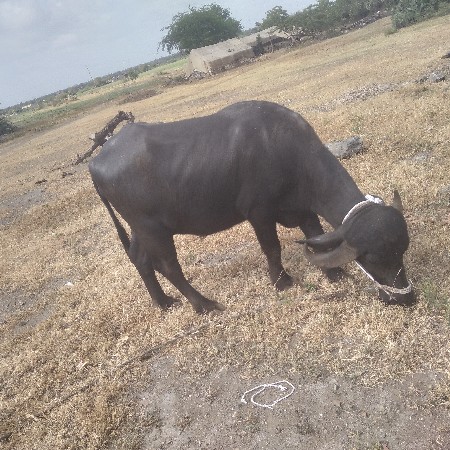 ખડેલી વેચવા ની છે