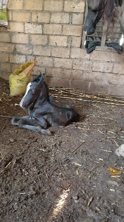 સાટુ કરવાનૂ છે
