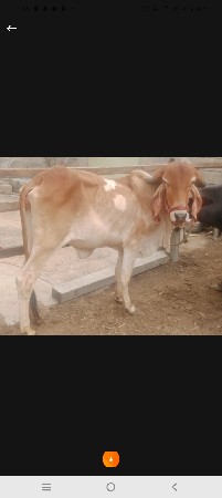 હોડકી
