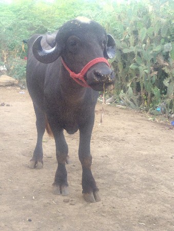 રમેશભાઈ