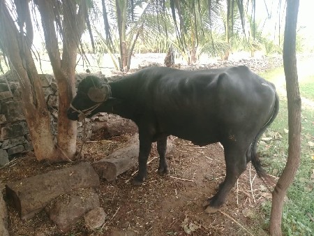 દાવૈ પાડો