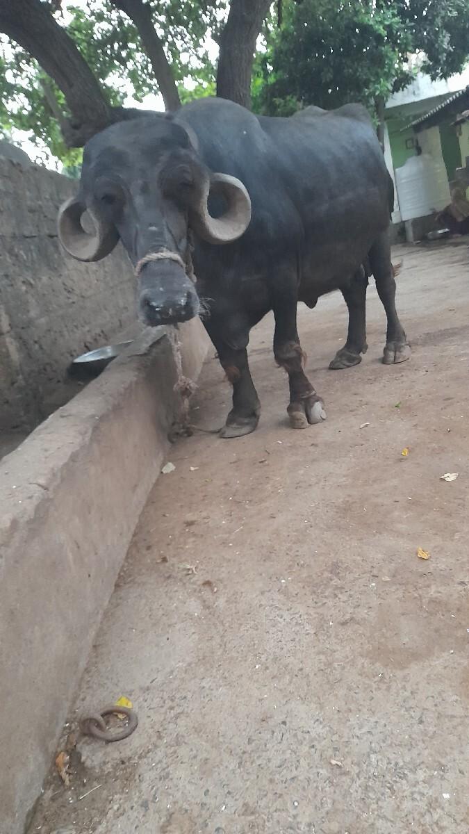 ભેંસ વેચવાની છે