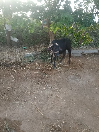 padi vechvani chhe