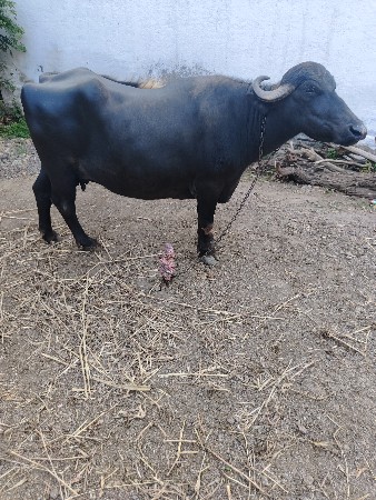 vechavani chhe