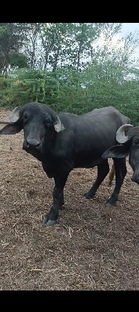 20 ખળેલા વેચવાના છે