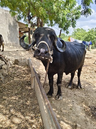 ખડેલી વેચવાની છે