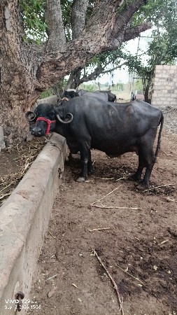 પેલું વેતર