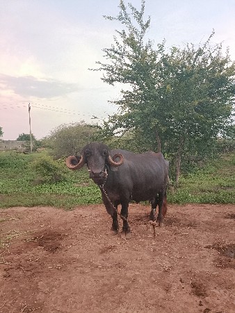 3 ભેંસ વેચવાની છે