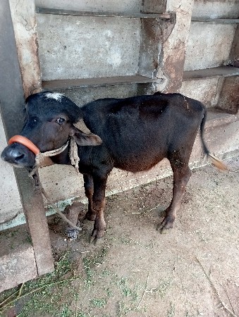 પાડી છે