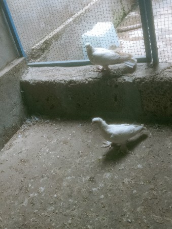 છોટી મુઝાવાળા કબુતર વેચવાના છે
