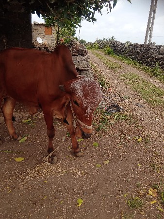 આ ગોઢલો વેચવાનો છે.