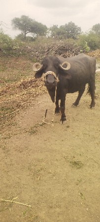 15 દિવાસ નિ કાચિ છે