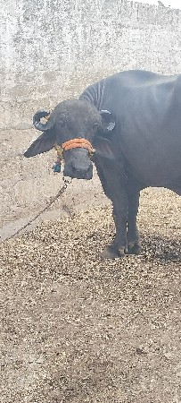 2વેતર વીયાસે