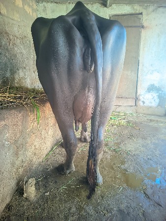 ભેંશ