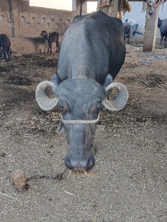 ભેંસ વેચવાની છે