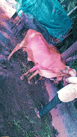 ગીર ગાય વેચવાની છે
