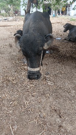 વેચવાની શે