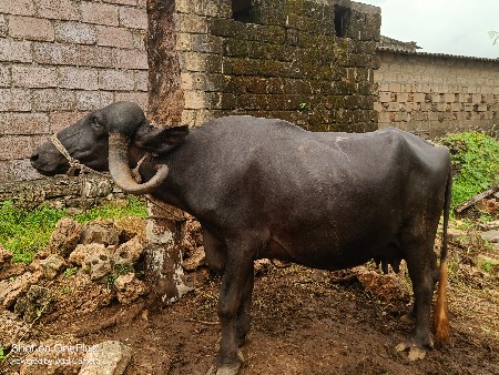 ભેંસ વેચવાની છે