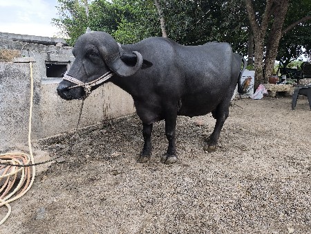 વેચવાની છે ભેંસ વેચવાની છે