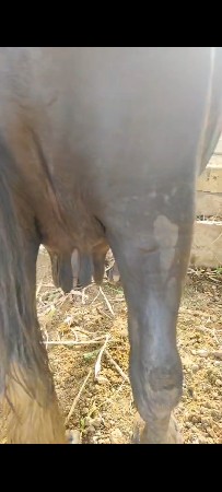 ભેંસ વેચવા ની છે