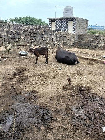 ગાયવેચવાનિઅએકદિવસવિયાલછે
