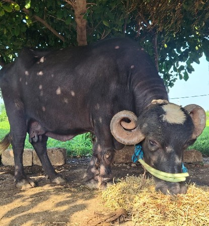 ત્રીજા વેતરમા