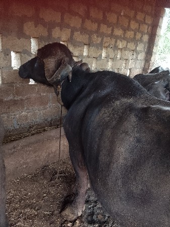 ભેસ વેસવાની સે