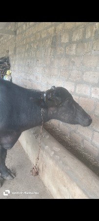 ભેંશ વેસવાની છે.