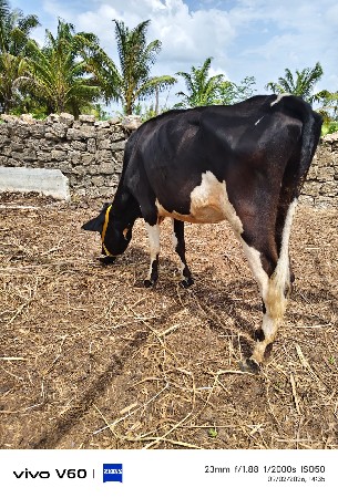 6 hf હોડકા વેચવાના છે.