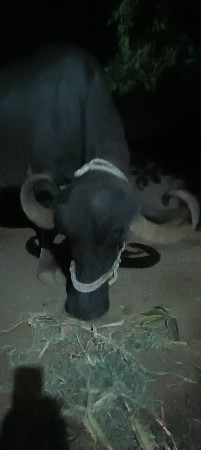 ભેંશ વેચવાની છે