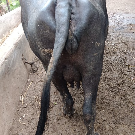 ખડેલી